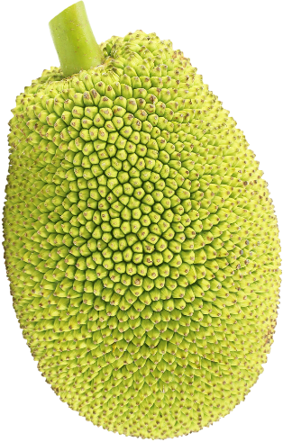breadfruit.png